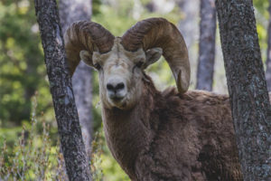  Ovejas de montaña altai