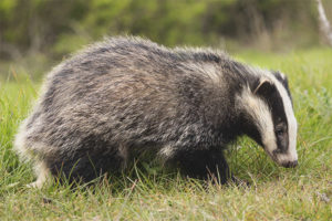  Badger