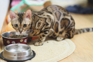  Qué alimentar a un gato de Bengala