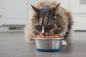  Qué alimentar al gato para que suba de peso.