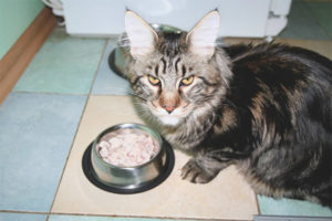  Qué alimentar a la raza de gatos Maine Coon