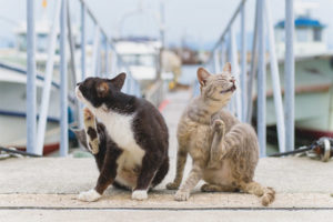  Sarna en gatos y gatos.