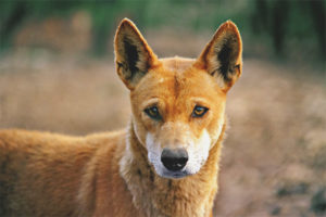  Dingo