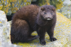  Mink Eropah