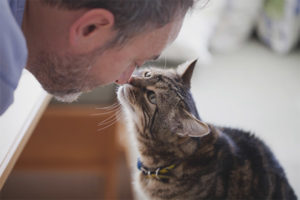  Como entender que el gato te quiere.