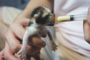  Cómo alimentar a un gatito con una jeringa.