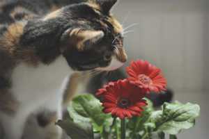  Cómo proteger las flores de un gato