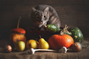  ¿Qué tipo de verduras se pueden dar a los gatos?