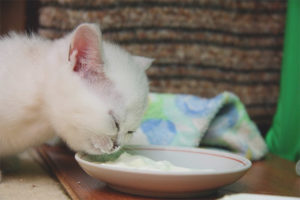  Cuándo empezar a alimentar a los gatitos.