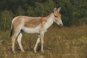  Kulan