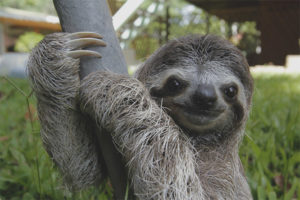  Slothful