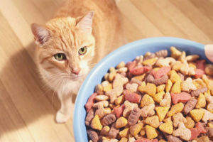  ¿Es posible alimentar a un gato solo comida seca?