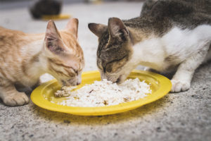  ¿Pueden los gatos y los gatos recibir arroz?