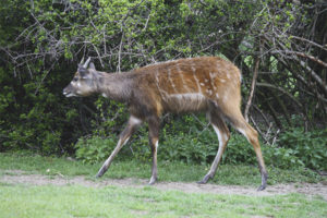  Sitatunga