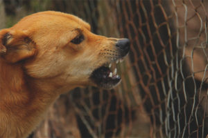  El perro gruñe al dueño.