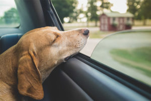  El perro se mece en el coche.