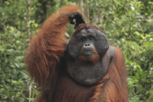  Orangutan de sumatra