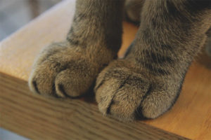  El gato tiene patas frías.