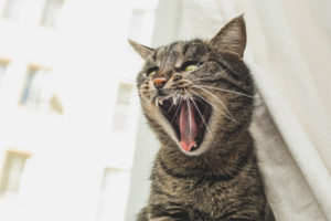  El gato perdió su voz.