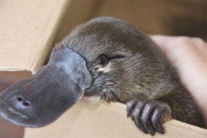  Platypus