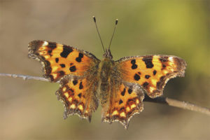  Tallo de mariposa