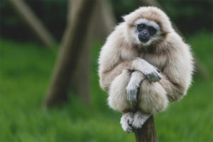  Beloruky gibbon