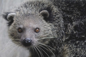  Binturong