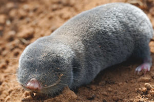  Rata topo gigante