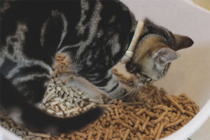  Gatito comiendo relleno de inodoro