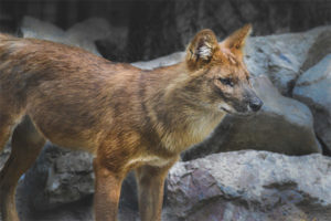  Lobo rojo