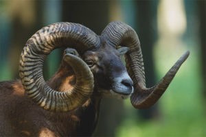  Mouflon