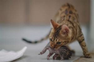  Por qué un gato muerde a sus gatitos