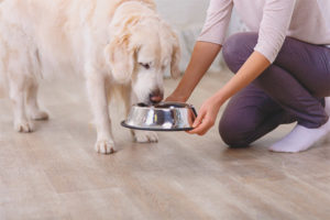  ¿Cuántas veces al día alimentan a un perro?