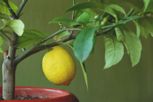  Hojas de limon caen