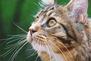  ¿Por qué un gato y un gato necesitan un bigote?