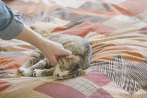  Cómo destetar al gato para escribir en la cama.