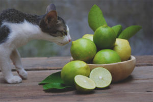  ¿Qué tipo de olor no pueden los gatos?